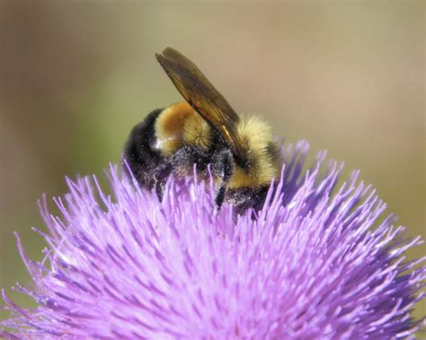 Rusty Patched Bumblebee Declared Endangered To The Rescue Of