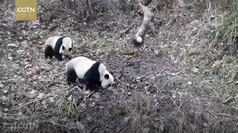 Wild Giant Panda Families Caught In Action By Infrared Cameras Youtube