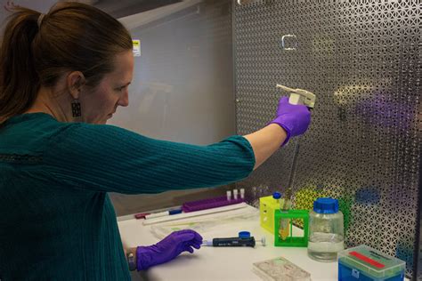 Dna in human cells consists of two strands wound together and, in the past, liu had to rely on the cas9 enzyme to break the dna and create a region of the technique could ultimately complement existing methods used to prevent or treat mitochondrial disorders. The Antarctic Sun: News about Antarctica - Seals Don't ...