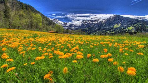 Landscape Nature Meadow With Yellow Flowers Of Dandelion