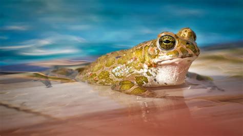 Desktop Wallpaper Frog Amphibian Animal Close Up 4k Hd Image
