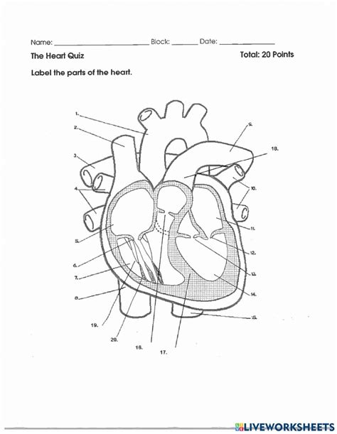 Anatomy Of The Heart Worksheets Printable Worksheets