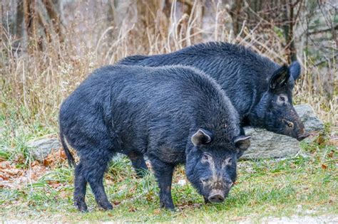 Feral Hogs Southern Appalachian Highlands Conservancy