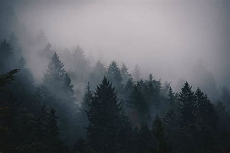 Green Pine Trees Covered Clouds Fog Cold Trees Pines Mountain