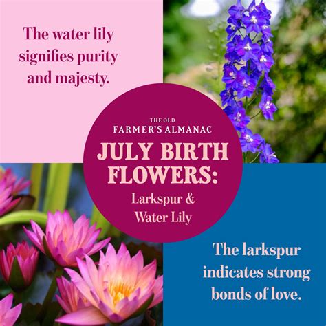 July Birth Flower Water Lily Monte Tuck