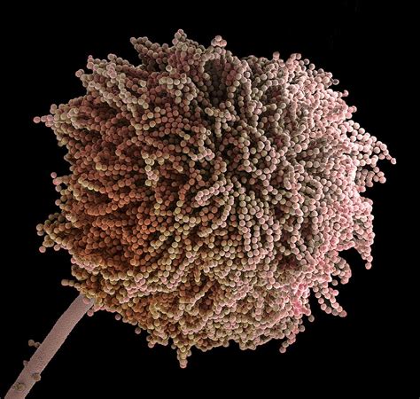 Fungal Spores Sem 8 Photograph By Steve Gschmeissner Fine Art America