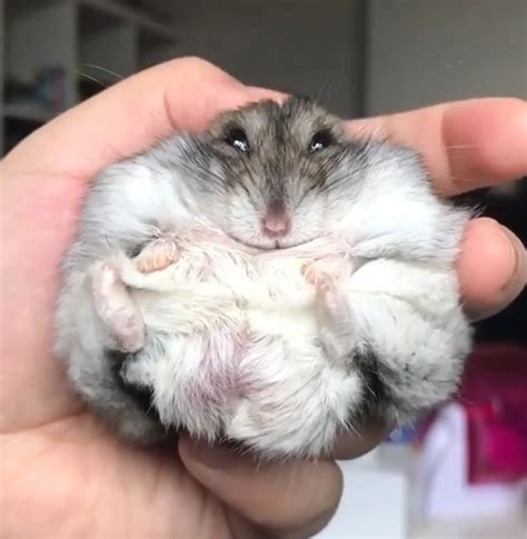 Moment Chubby Uk Hamster Struggles With Beloved Toy