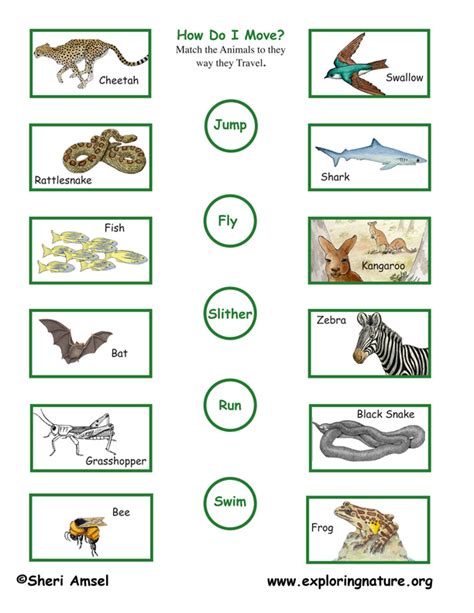 Science Animals Worksheet 3 Match The Animals To The Way They Move