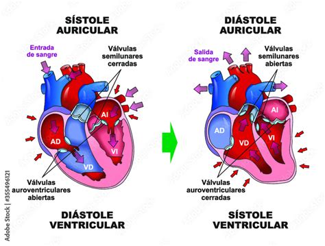 Ciclo Cardiaco En Corazón Humano Sístole Diástole Auricular Vector