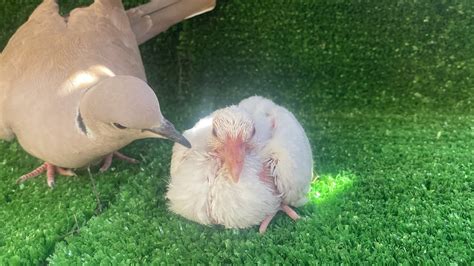 Baby White Dove Day 10 The Dove Has Grown Big And Feathers Have
