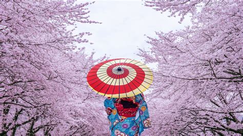 Guide To The Iconic Cherry Blossom Season In Japan Bookaway