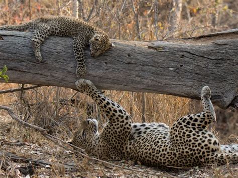 Leopard Mother And Cub Touch Smithsonian Photo Contest Smithsonian