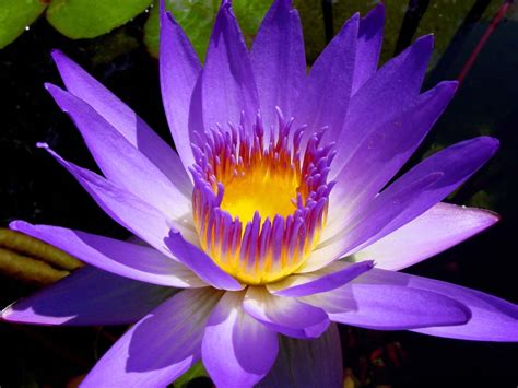 Water Lily Flower Essence ⋆ Rainflower Essence