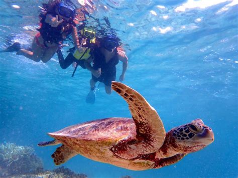 【沖縄】 宮古島の海でウミガメウォッチシュノーケリング予約 写真データ無料（沖縄 宮古島） Live Japan 日本の旅行・観光・体験ガイド