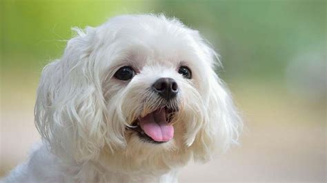 Small Guide For Maltese Dog Part One