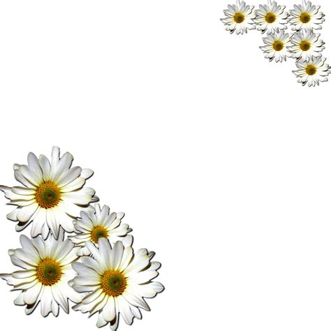 Common Daisy Flower Clip Art Daisy Png Download 10231043 Free