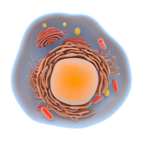 Structure De La Cellule Humaine Illustration Stock Illustration Du Eukaryote Endoplasmique