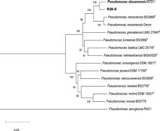 Li, h., stegger, m., dalsgaard, a., and leisner, j. Pseudomonas atacamensis sp. nov., isolated from the ...