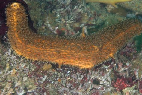 Monterey Scuba Board Warty Sea Cucumber