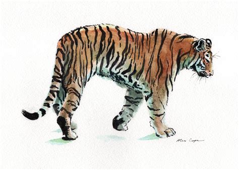 Tiger Watercolor And Ink Rwatercolor