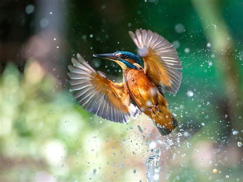 Download Animal Kingfisher Hd Wallpaper