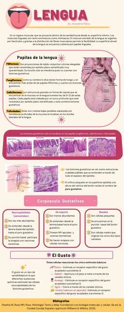 Histología De La Lengua Jhoseline Matos Udocz