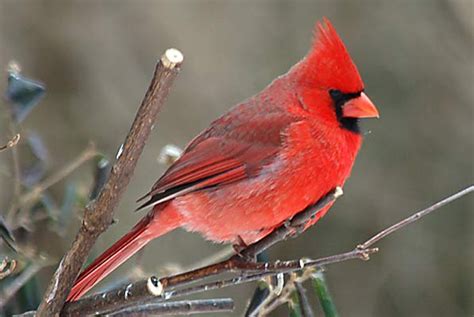 41 Red Cardinal Wallpaper Wallpapersafari