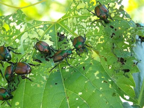 Organic Japanese Beetle Control Home Remedies