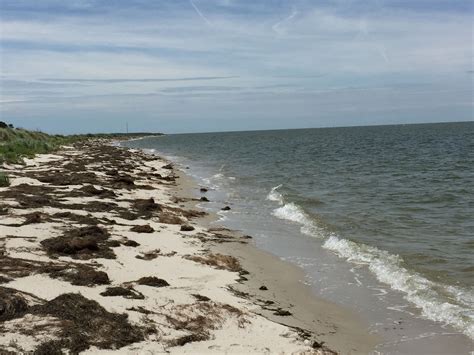 Vaucluse Shores | Eastern shore, Outdoor, Beach