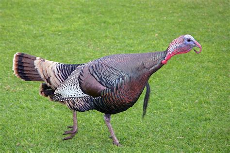 Free Download Wild Turkey 1500x1000 For Your Desktop Mobile And Tablet