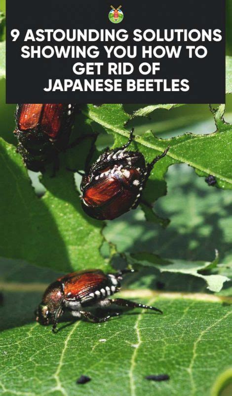 9 Effective Solutions On How To Get Rid Of Japanese Beetles