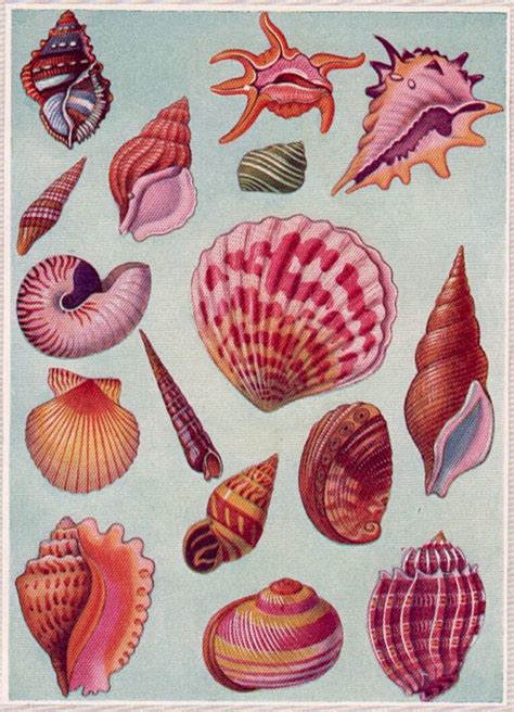 Tropical Shells Print Antique Sea Shell Print Beach Decor Etsy