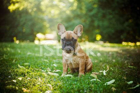 French Bulldog Stock Photo Royalty Free Freeimages
