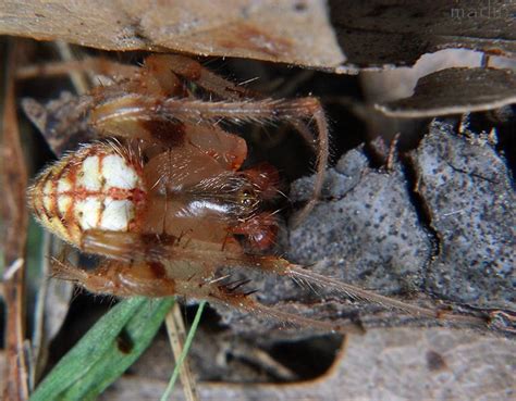 Male Marbled Orb Weaver Spider Araneus Marmoreus