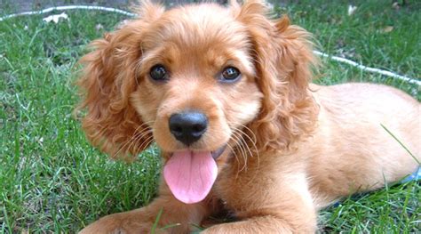 The Top 10 Cutest Mixed Dog Breeds Pethelpful