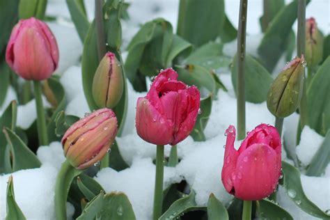 Snow Covered Tulips Snow Covered Tulips In Front Of Mayo C Flickr