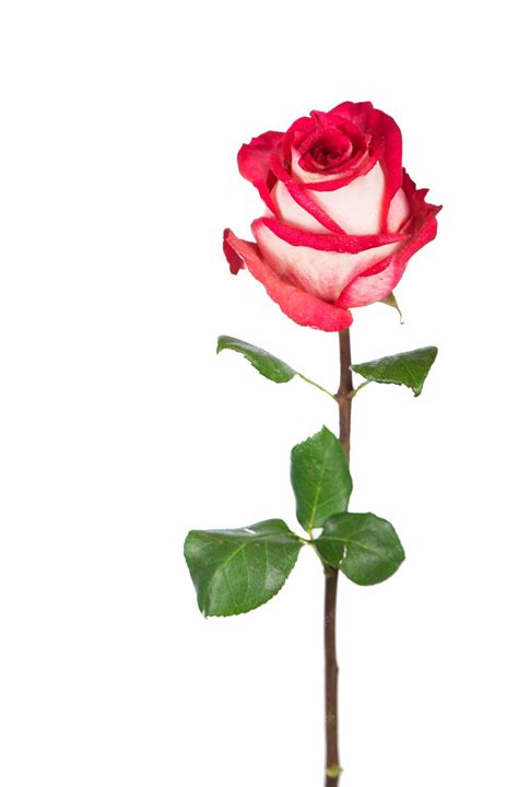 single rose flower image hd best flower site