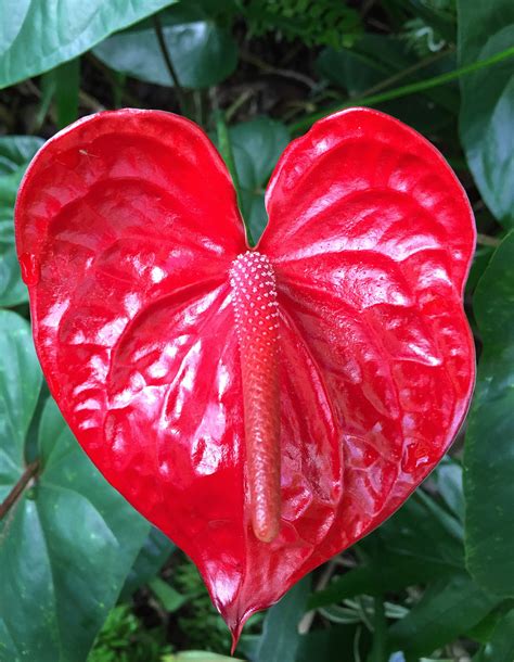 Petals of Love: 12 Red Color Flowers of Hawaii | Dengarden