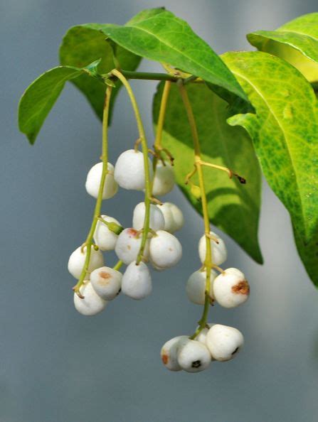 White Snowberry Fairchild Tropical Botanic Garden Botanical