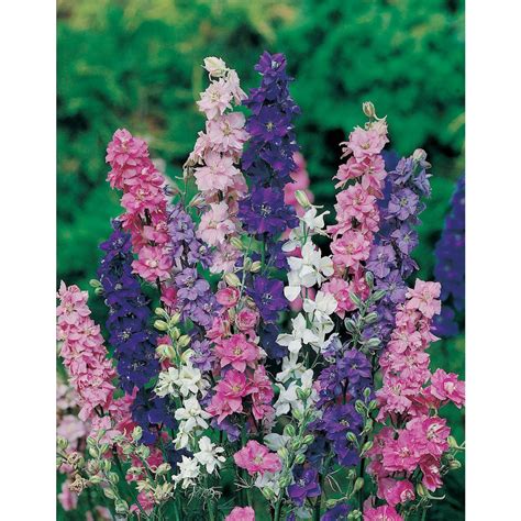 Mr Fothergills Seeds Larkspur Giant Imperial Mixed Seeds The Home