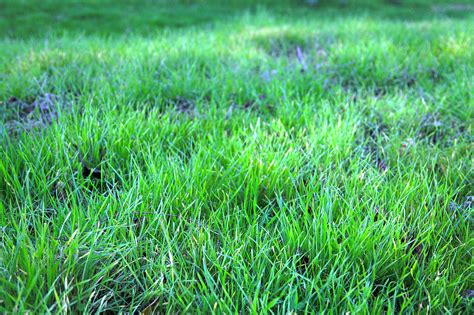 A Quick Guide To Spring Lawn Care In Jacksonville Fl Lawnstarter