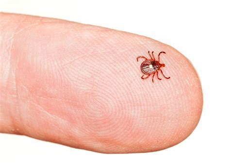 Lone Star Ticks Bites And Removal Information Guide