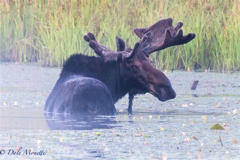 Moose Deer — North Quabbin Photography