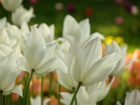 Wallpaper Summer White Flower Sweden Stockholm Tulip Blomma