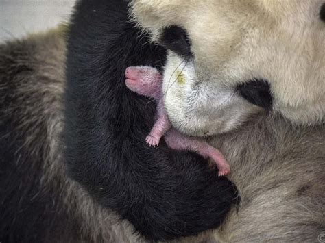 Ami Vitale’s New Book Panda Love The Secret Lives Of Pandas Daily Telegraph