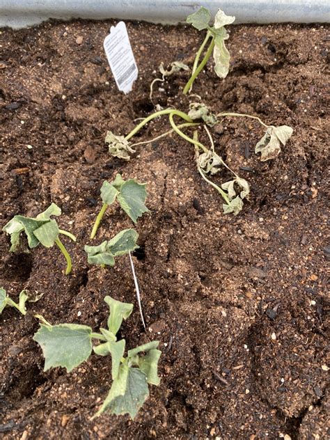 Spaghetti squash, one of the common and popular winter squash varieties, grows into a large oval squash with a yellow or orange skin. diagnosis - why are my plants all dying? cucumbers ...