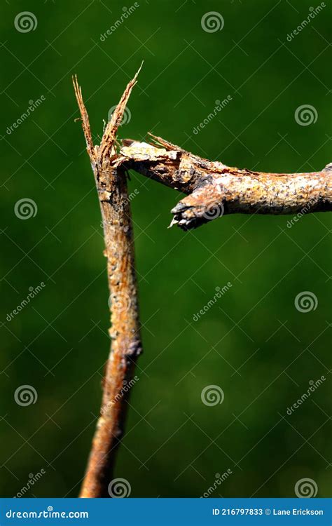 Broken Branch Hanging Cracked Representing Break Or End Stock Image