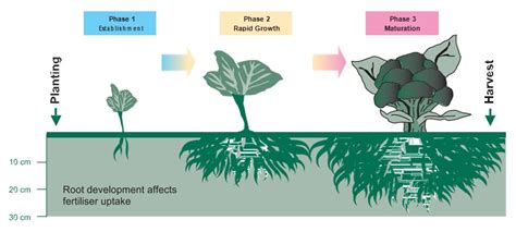 Broccoli Plant Life Cycle