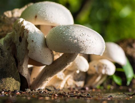 Dew Food Fungus Mushrooms Raindrop White Wild Mushrooms 4k
