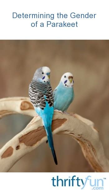 Hellfire citadel is a few hundred yards away. Determining the Gender of a Parakeet | ThriftyFun